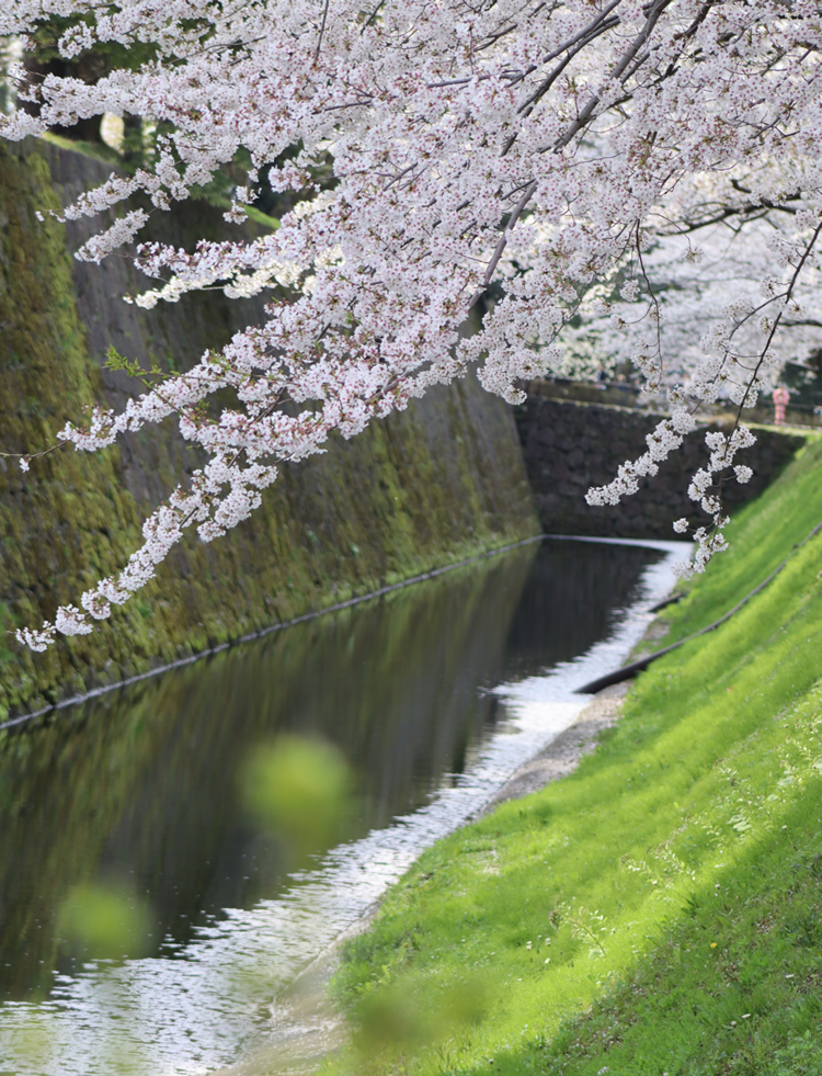 お花見に行ってきました🌸