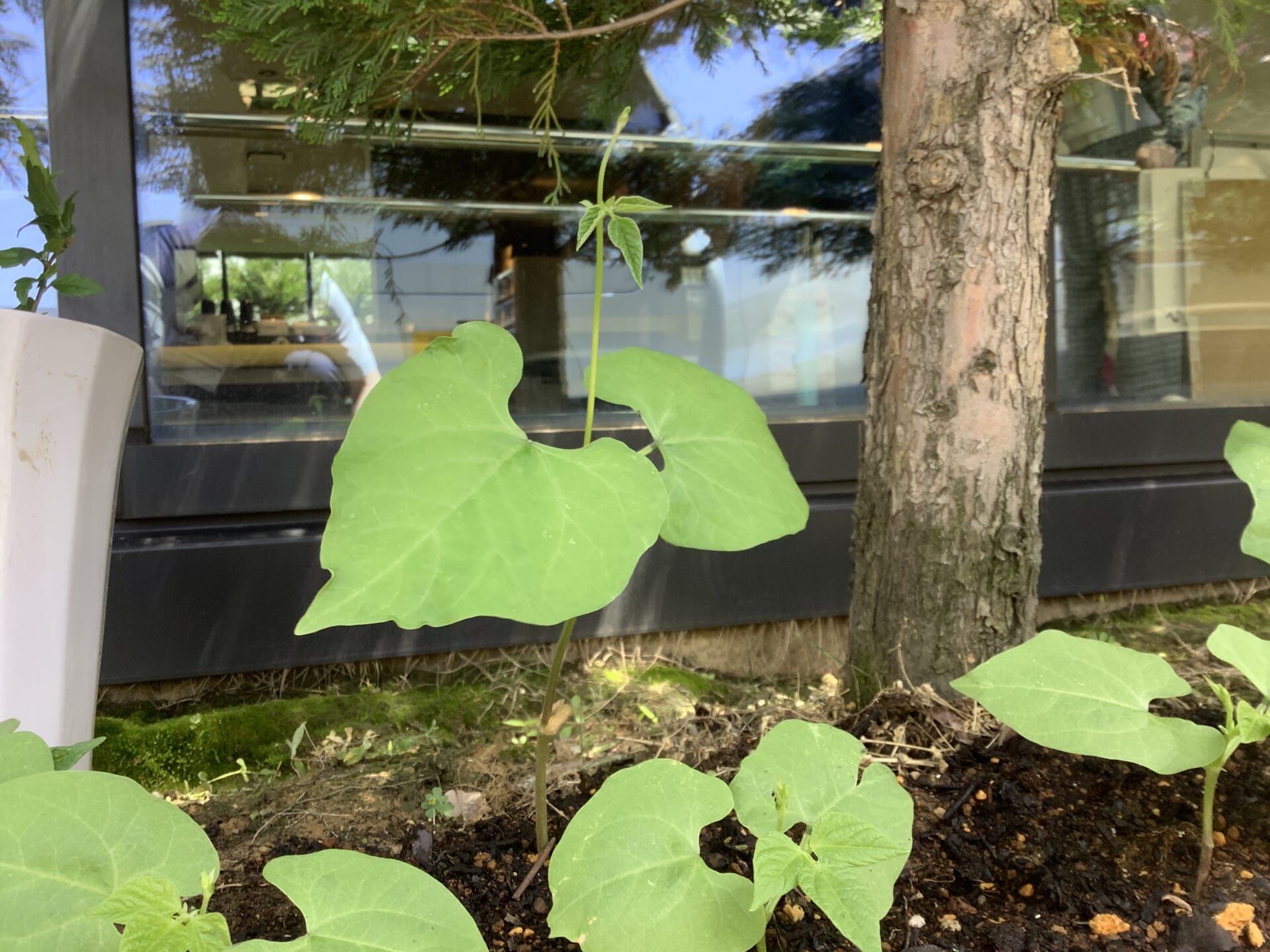 豆植え会😆