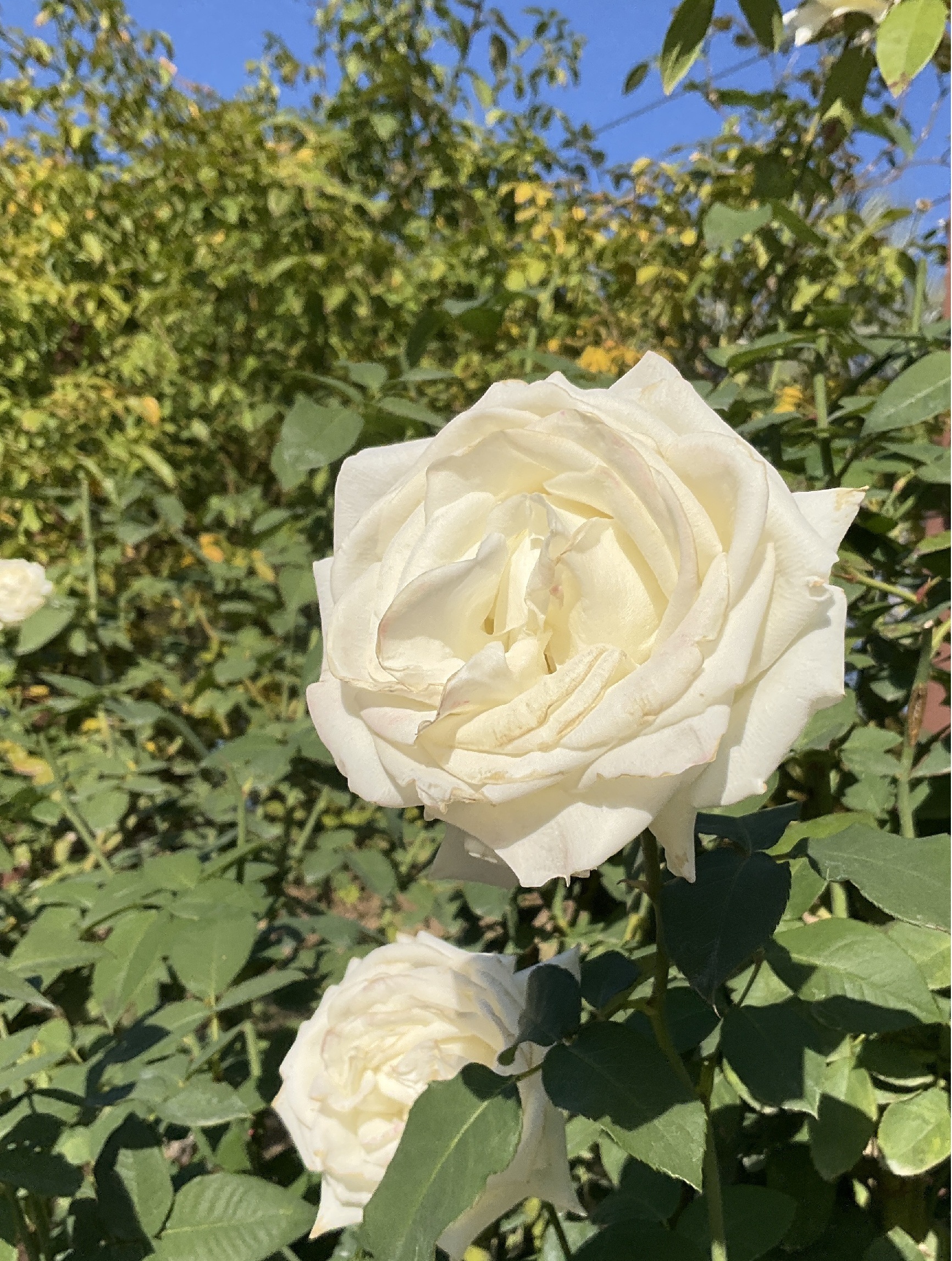 外出イベント 🍁PDハウス光の森🍁