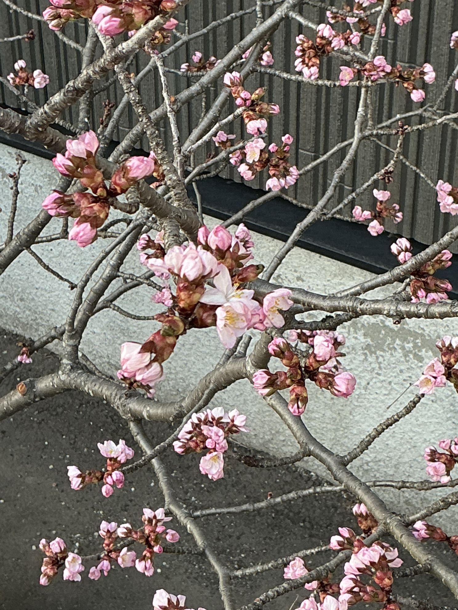 西野（札幌）も桜が満開！