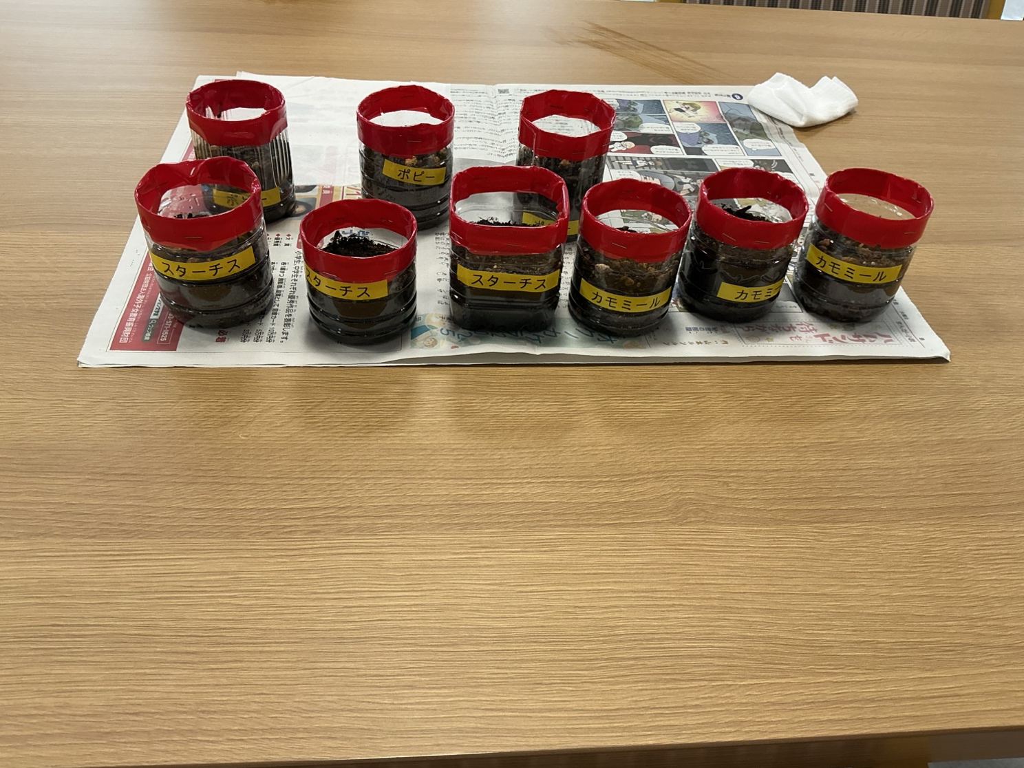 🌼お花の種をまきました🌼