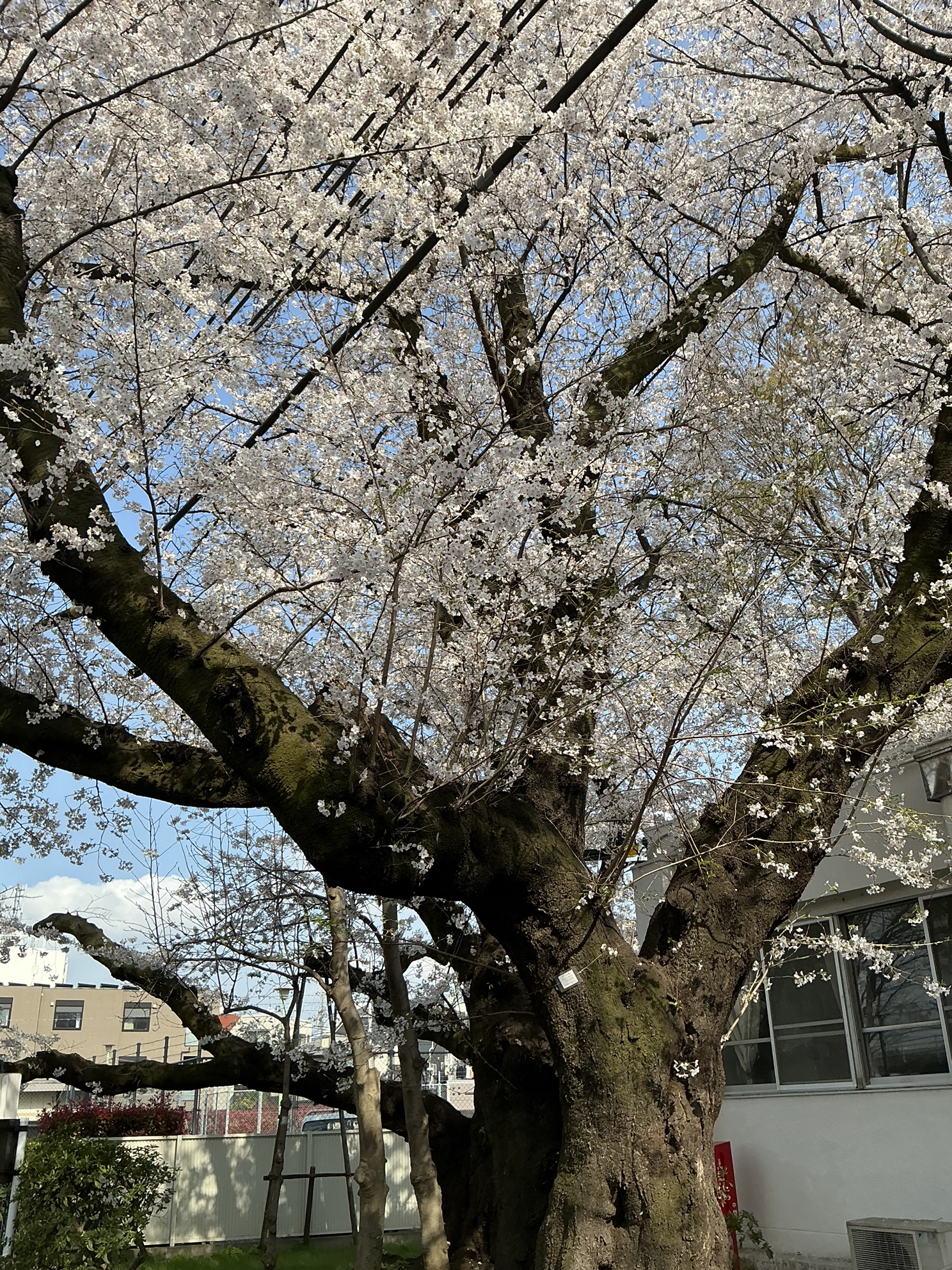 🌸お花見に行ってきました🌸