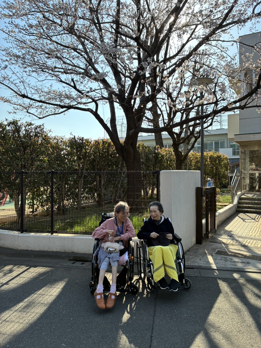 🌸お花見に行ってきたよ🌸