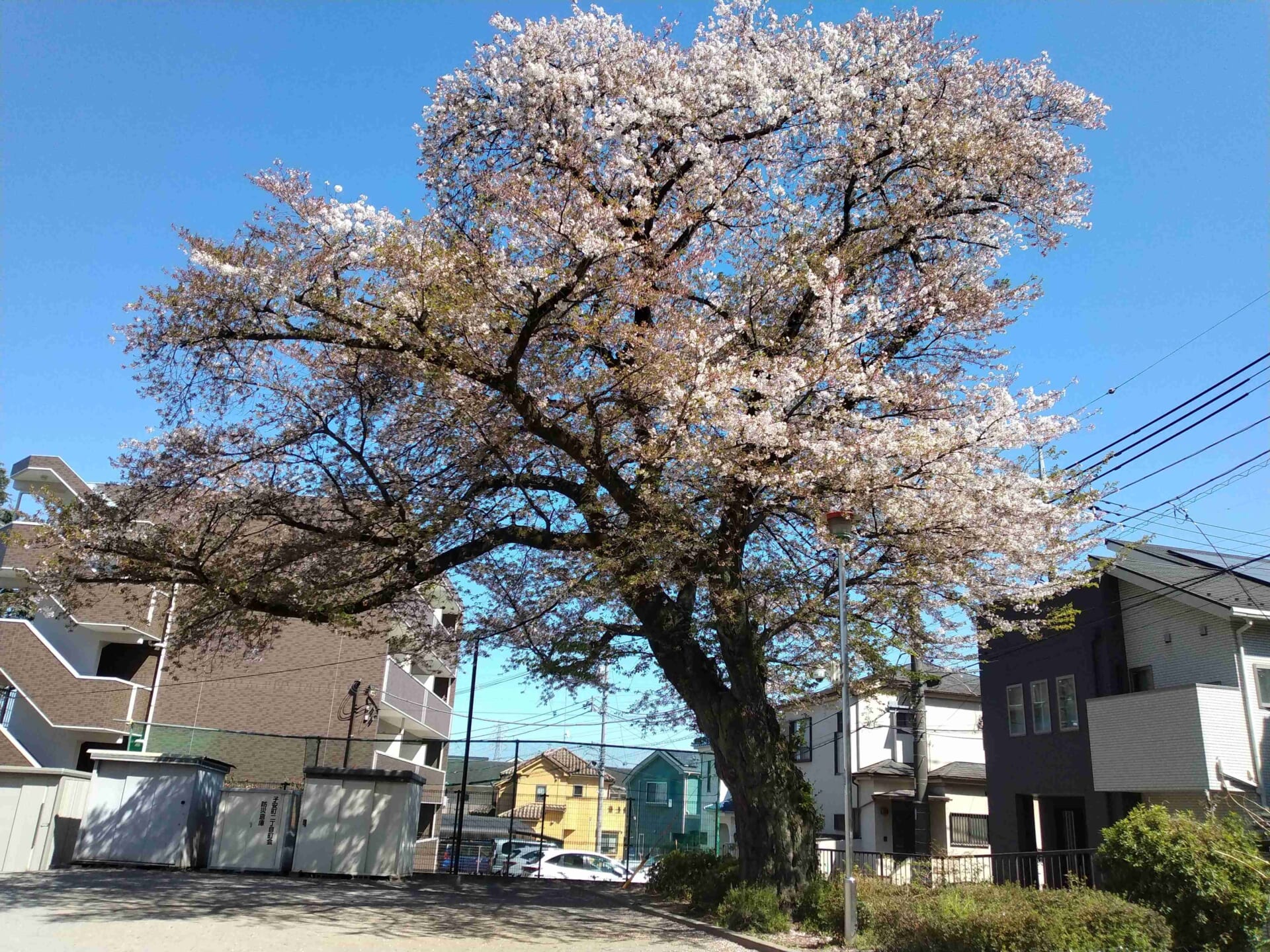 🌸【PDハウス八王子】お花見散歩へ🌸