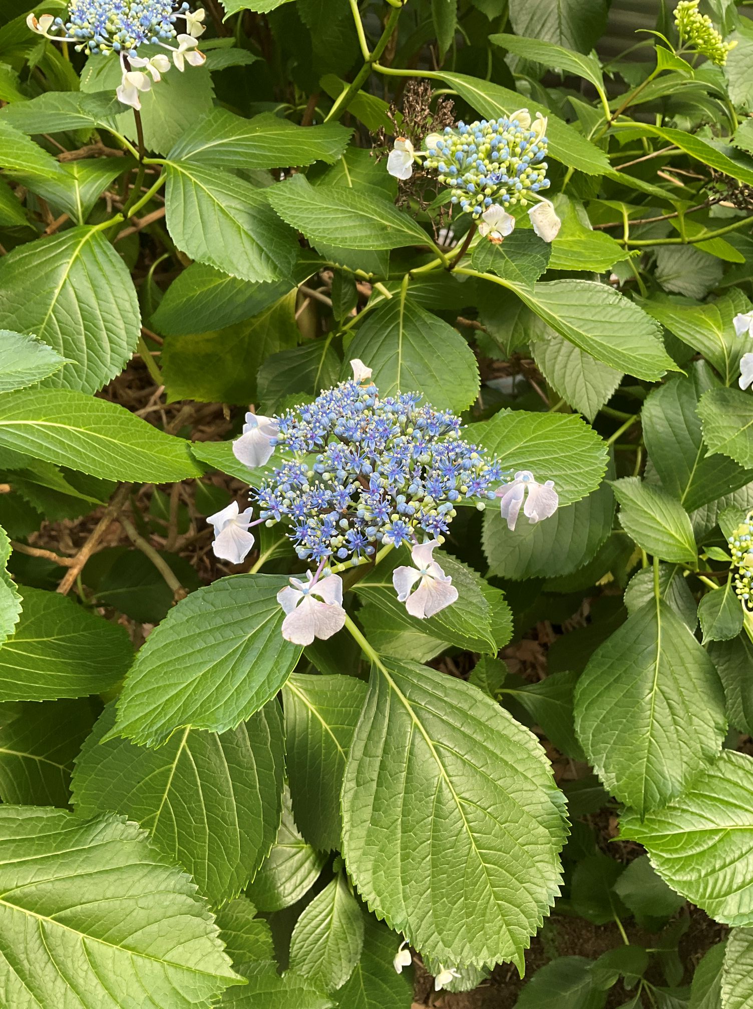 外気浴でアジサイやお花の鑑賞してきました🌻