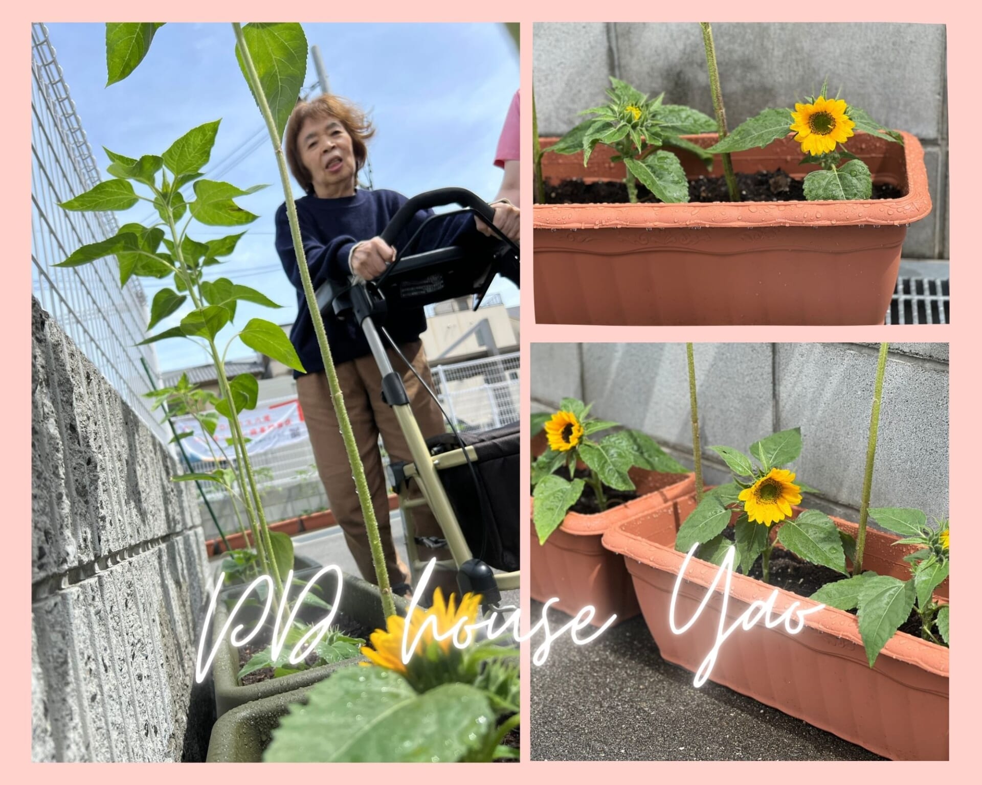 🌻PDハウス八尾 ひまわり開花情報🌻