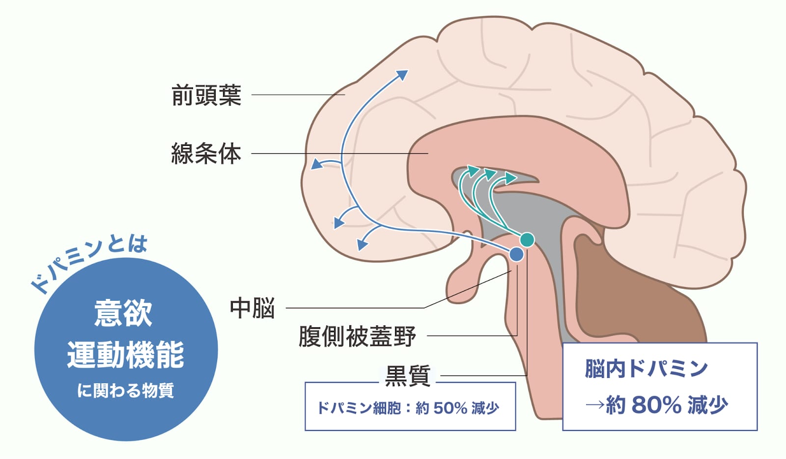 脳内のドパミンの流れ