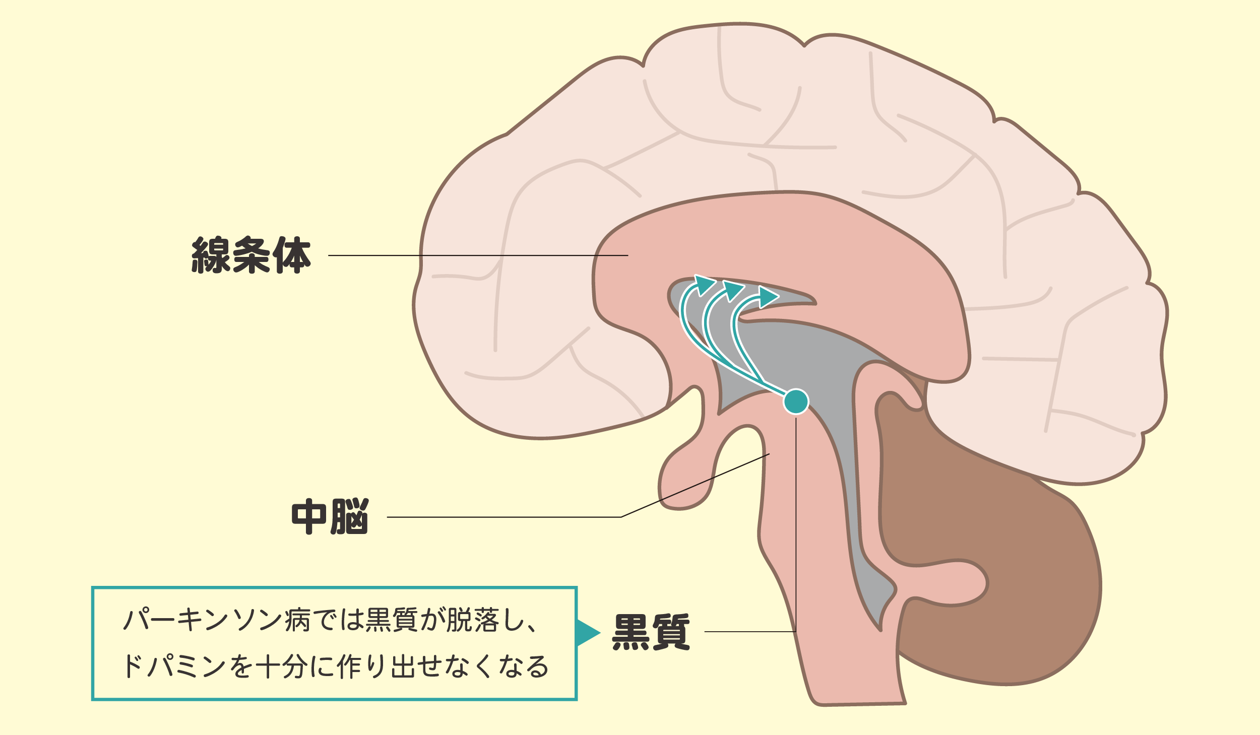 脳内のドパミンの働きイメージ