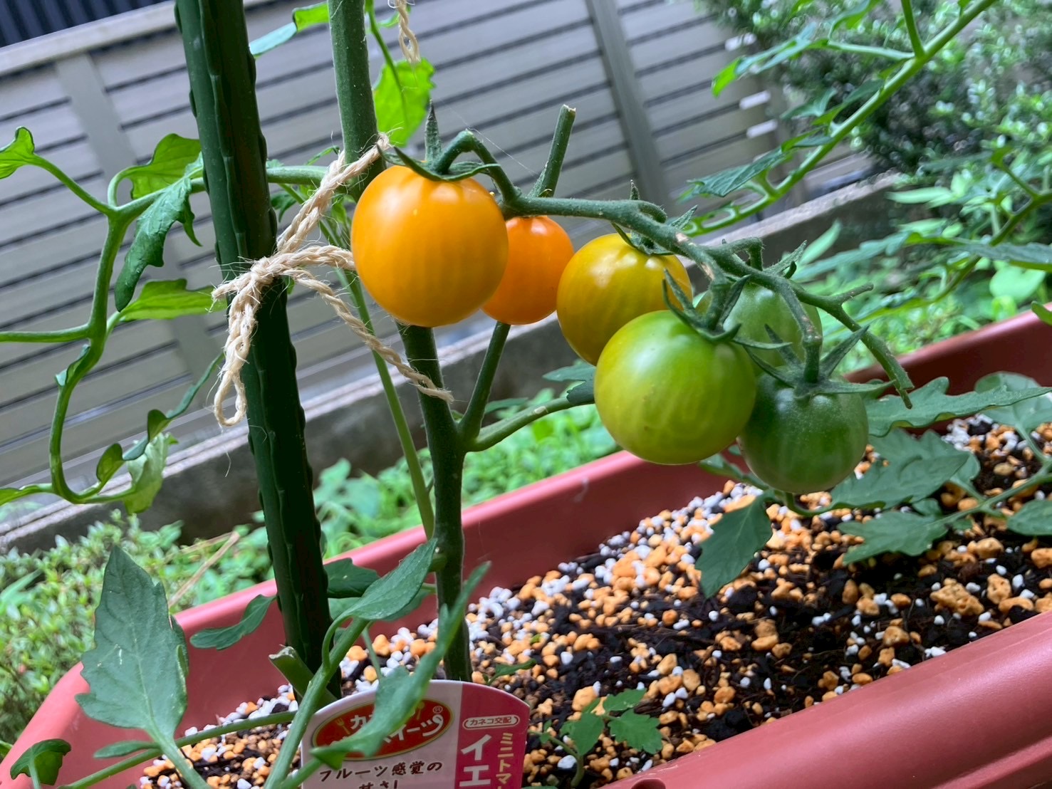 ひだまり窪の夏休み🌻