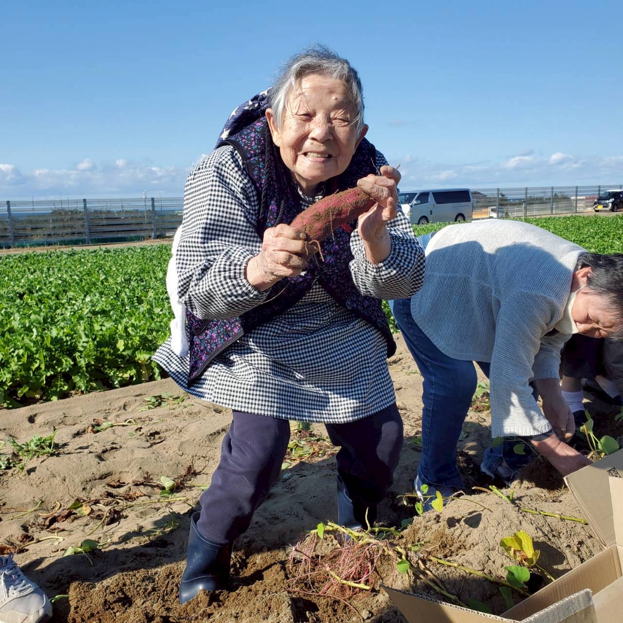 ワクワクお芋堀りイベント！