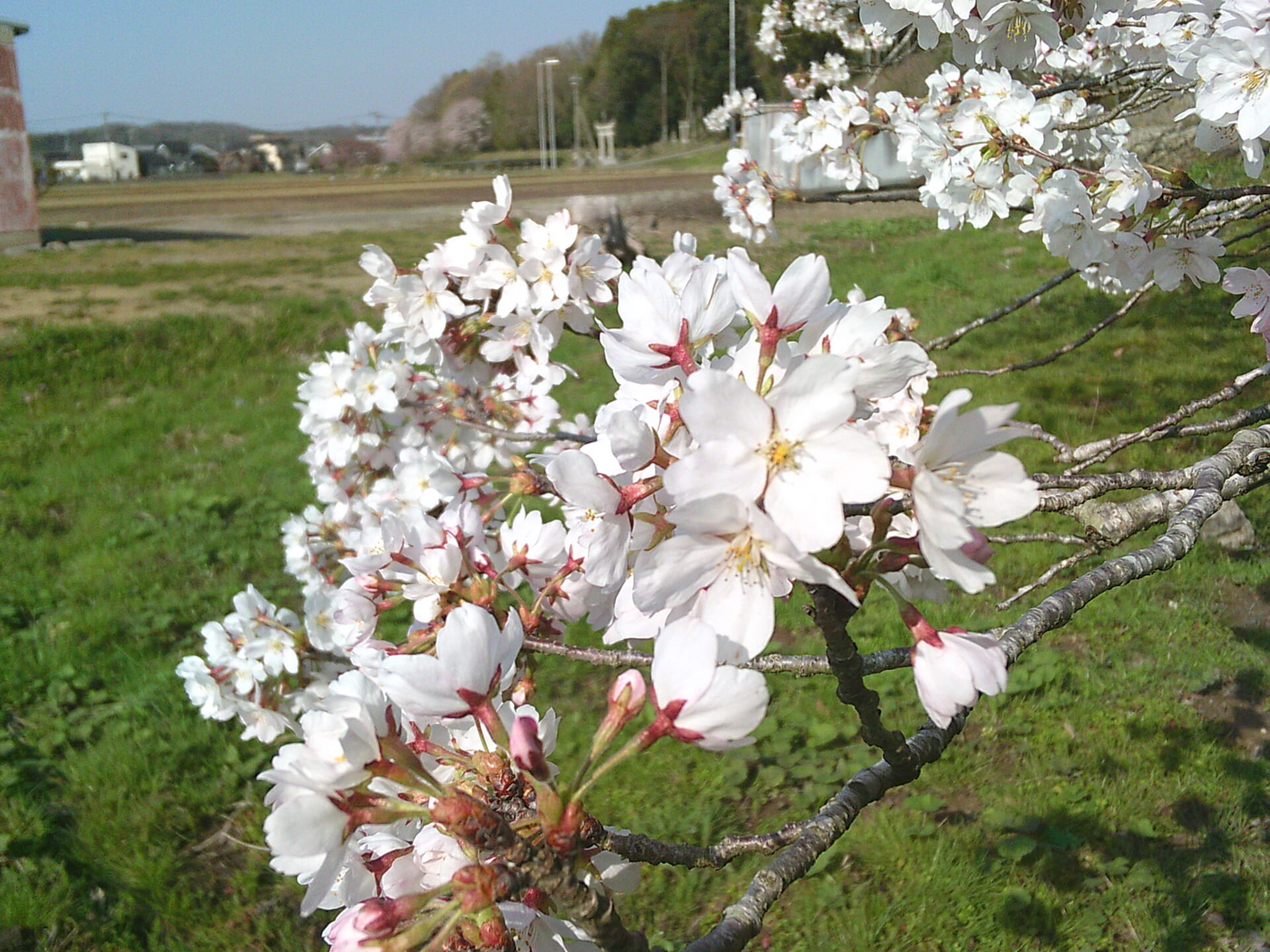 🌸お花見日和🌸