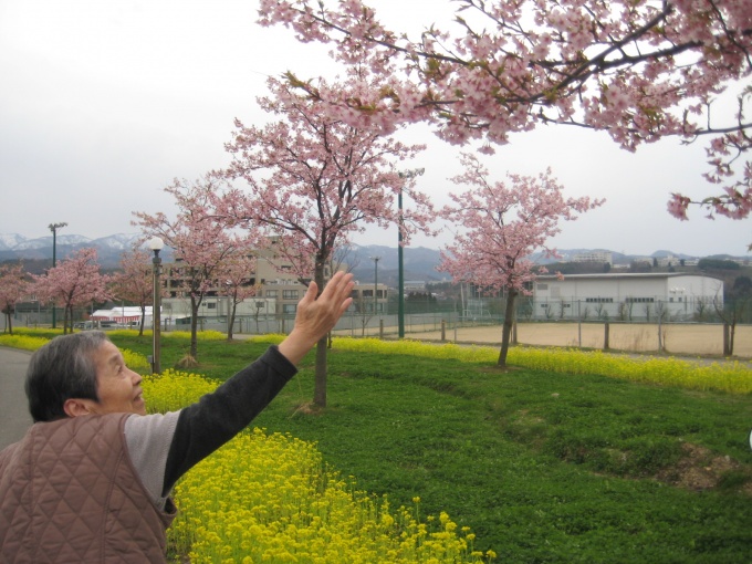 菜の花畑へドライブ