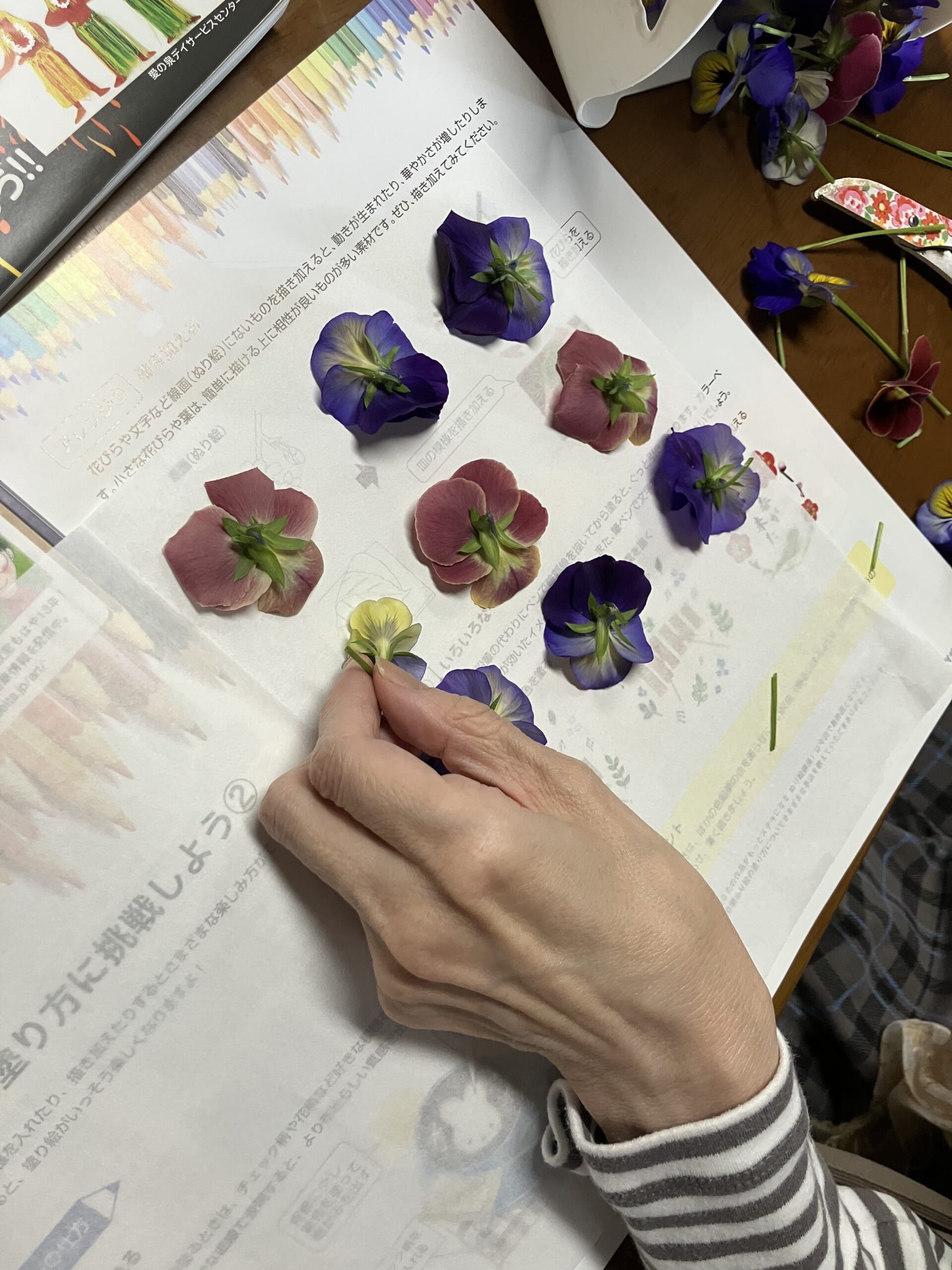 🌸春の花で押し花作り🌸