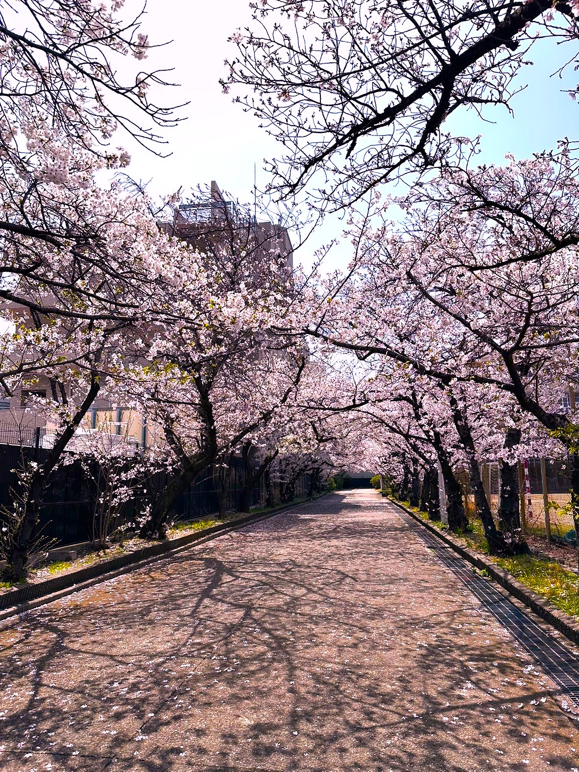 【PDハウス門真】春のおたより🌸