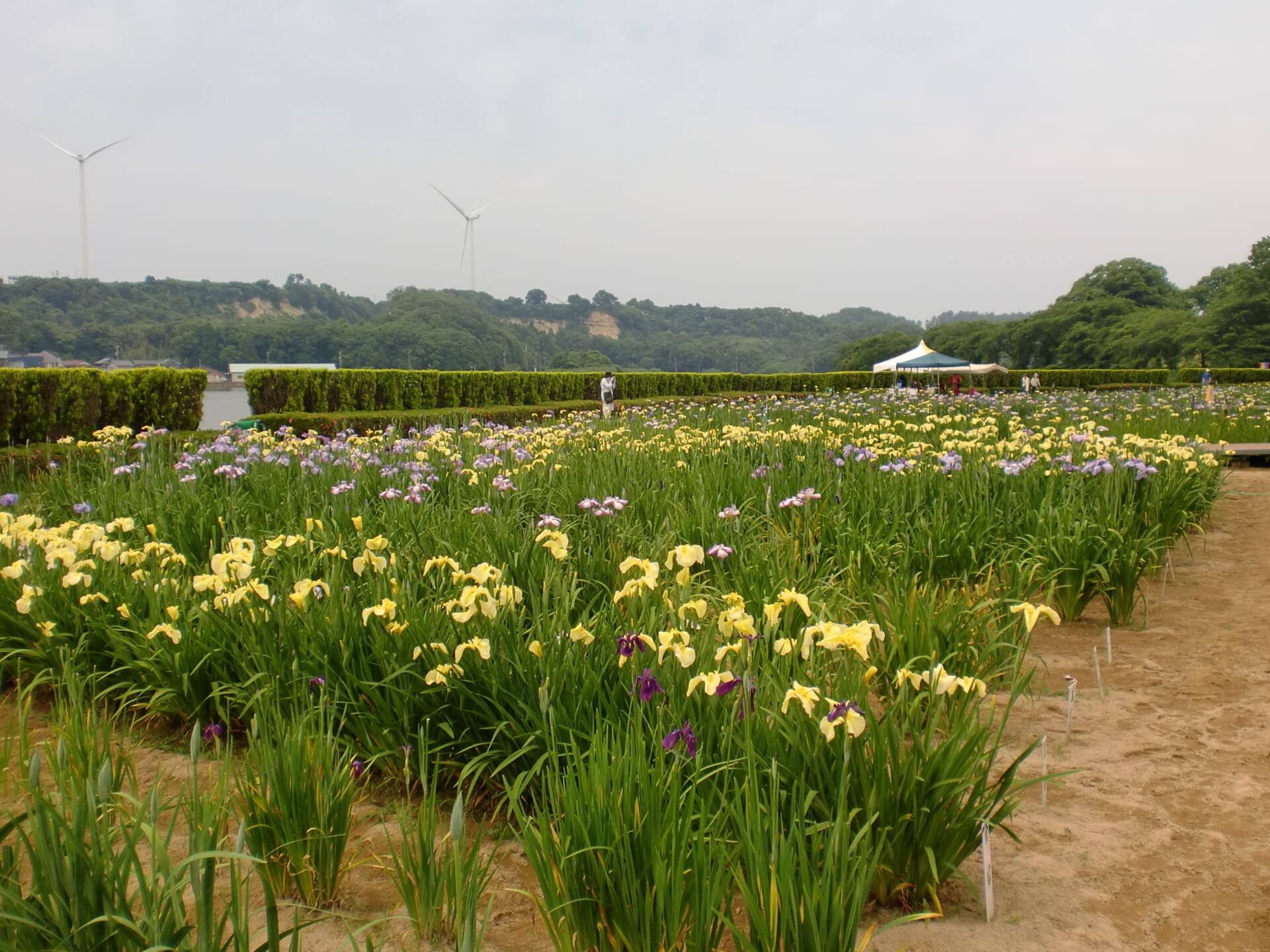 外出イベント①花菖蒲見に行こう🌼