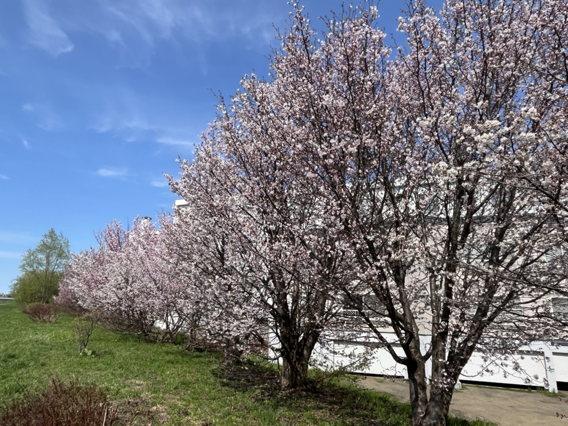 PDハウス西宮の沢*🌸お花見🍡