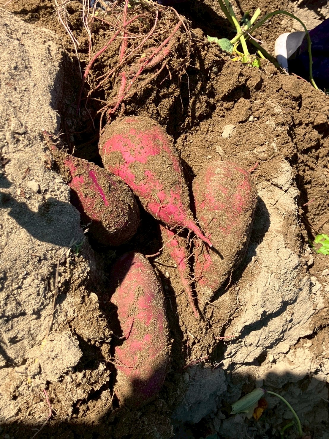 土まみれ!芋堀大合戦🍠