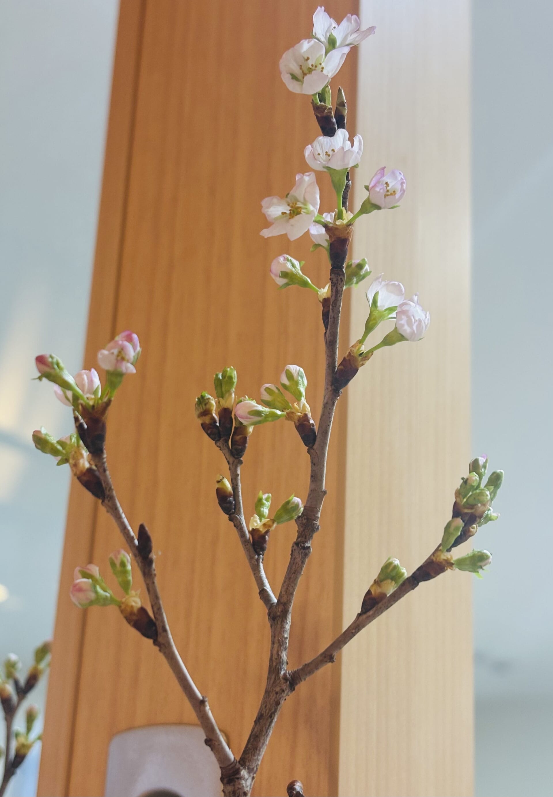 冬に咲くサクラ