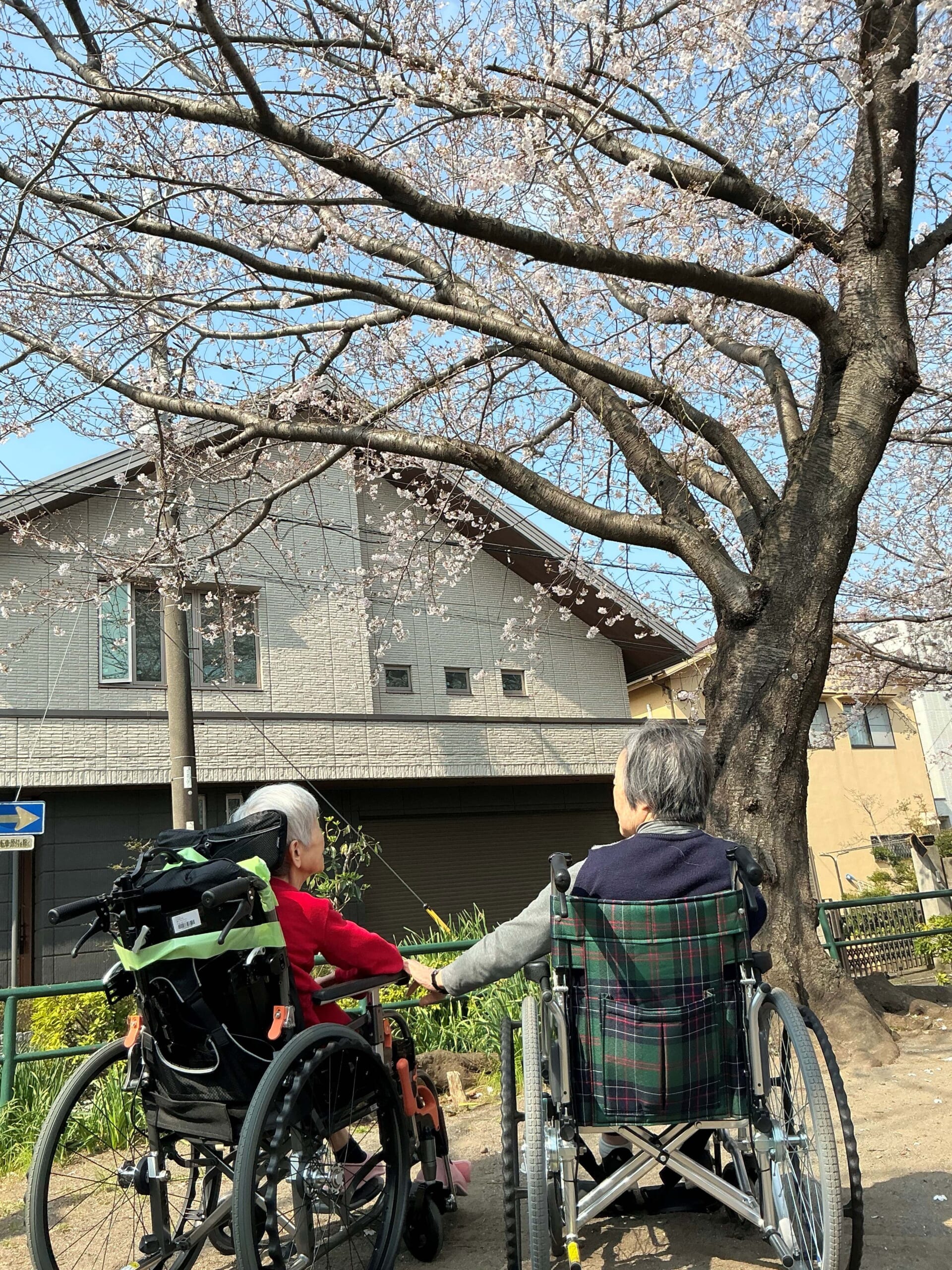 【春のひととき】満開の桜の下で、心華やぐお花見会を開催しました🌸