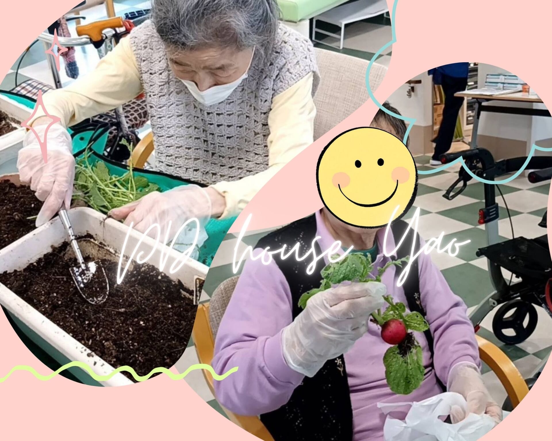 PD house Yao  🌱みんなで育てた二十日大根を収穫しました🌱