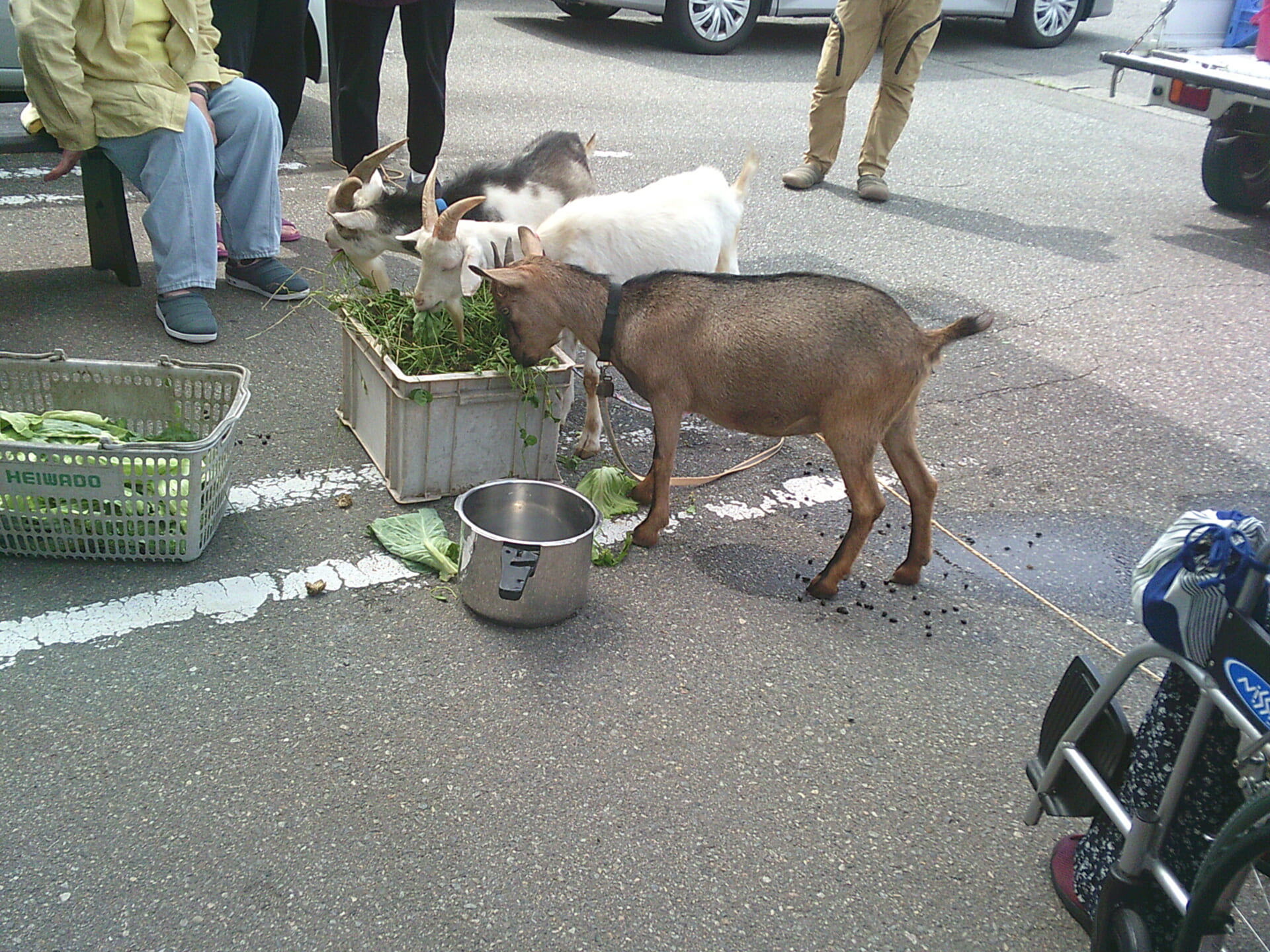 ヤギが来てくれました🐐
