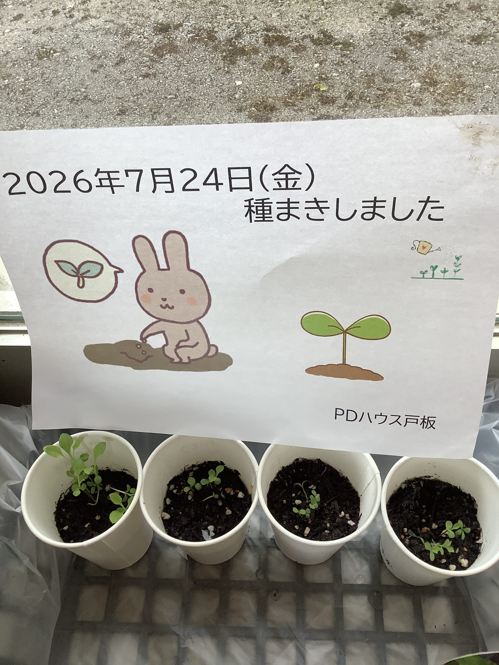 PDH戸板夏の思い出🍉🌊✨